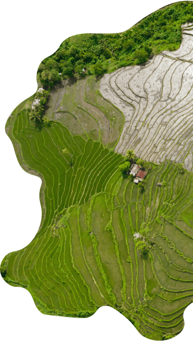 An arial view of a rice field.