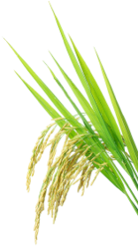 Grass